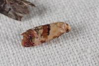 Neocochylis millierana