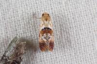 Neocochylis millierana
