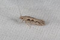 Ornativalva plutelliformis