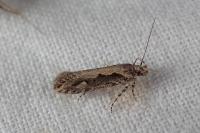 Ornativalva plutelliformis