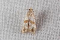 Phalonidia contractana