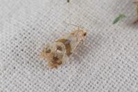 Phalonidia contractana