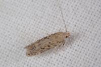 Scrobipalpa obsoletella