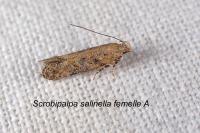 Scrobipalpa salinella