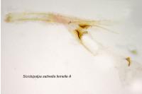 Scrobipalpa salinella