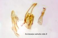 Scrobipalpa salinella