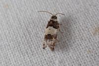 Epinotia thapsiana