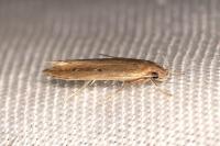 Limnaecia phragmitella