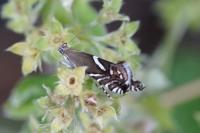 Glyphipterix gianelliella