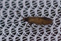 Micropterix