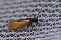 Micropterix