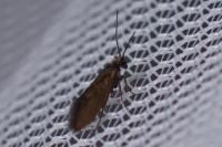 Micropterix