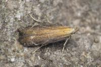Monochroa cytisella