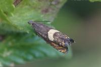 Dichrorampha petiverella