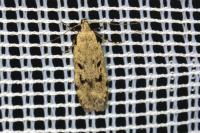 Gelechia rhombella