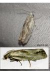 Eucosma metzneriana