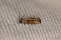 Bactra venosana