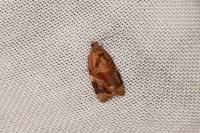 Ditula angustiorana