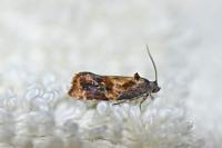 Ditula angustiorana