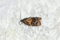 Ditula angustiorana