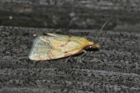 Agapeta hamana