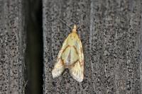 Agapeta hamana