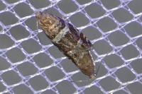 Epinotia fraternana