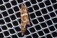 Epinotia fraternana