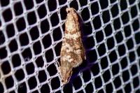 Epinotia fraternana