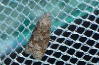 Cnephasia