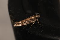 Aristotelia