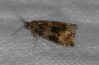 Celypha lacunana