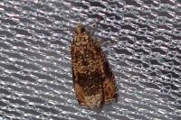 Celypha lacunana