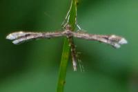 Amblyptilia acanthadactyla
