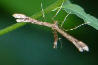 Amblyptilia acanthadactyla
