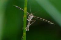 Amblyptilia acanthadactyla