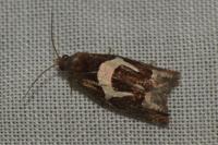Epiblema foenella