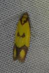 Agapeta zoegana