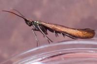 Coleophora alcyonipennella