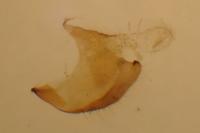 Coleophora alcyonipennella