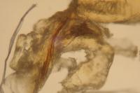 Coleophora alcyonipennella