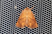 Apoda limacodes