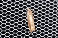 Eucosma