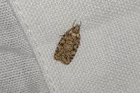 Agonopterix ferocella