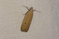 Nothris verbascella