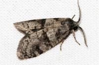 Penestoglossa dardoinella