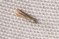 Coleophora alticolella