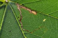 Stigmella speciosa