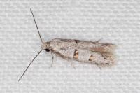 Symmocoides oxybiella