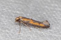 Ochromolopis ictella